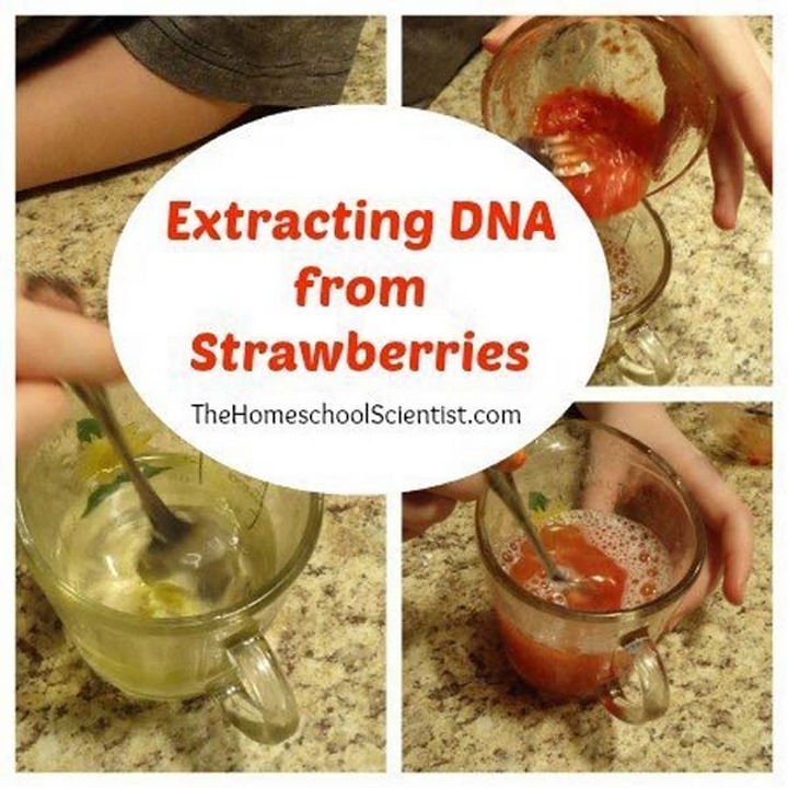 36 Summer Activities for Kids That Cost Less Than $10 - Extract DNA from strawberries with this science experiment.