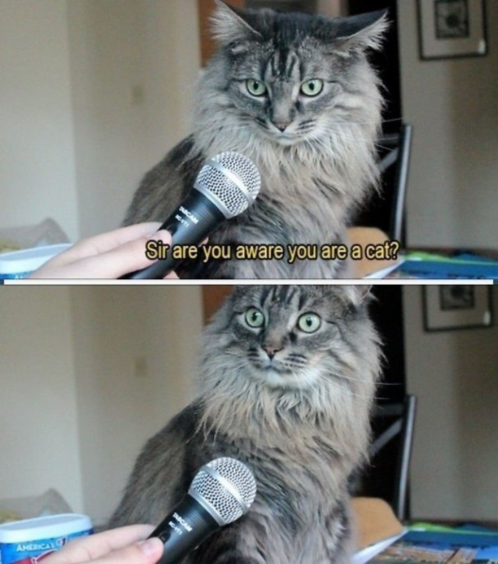 75 Incredibly Funny Pictures - "Sir, are you aware you are a cat?"