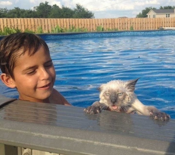 75 Incredibly Funny Pictures That Will Make You Smile - By the look on his face, this cat has no interest whatsoever in learning how to swim.