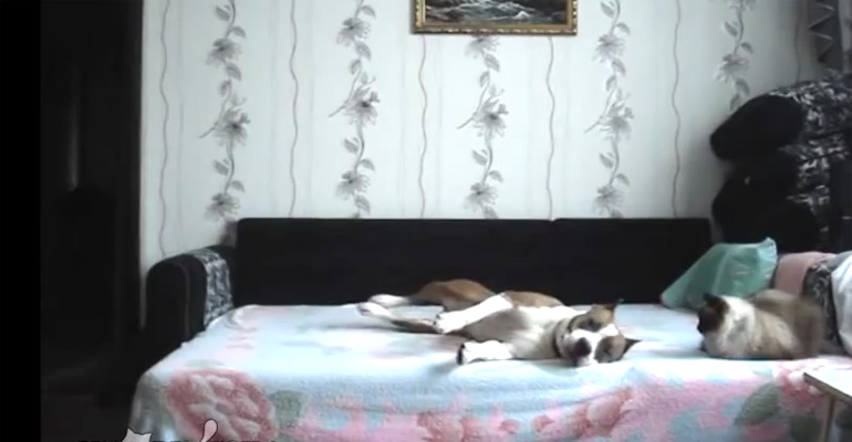 Dog Stays Home Alone and Gets Caught on Hidden Camera.