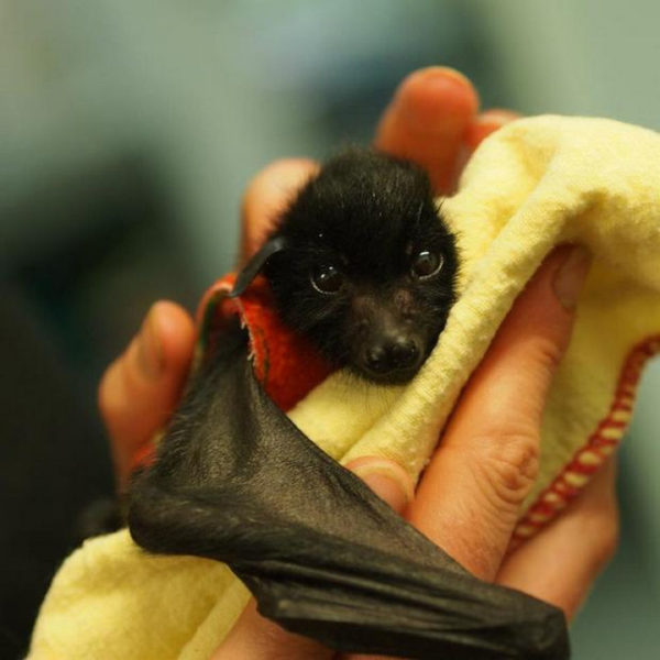 Orphaned Baby Bats Wrapped in Baby Blankets Are Too Cute