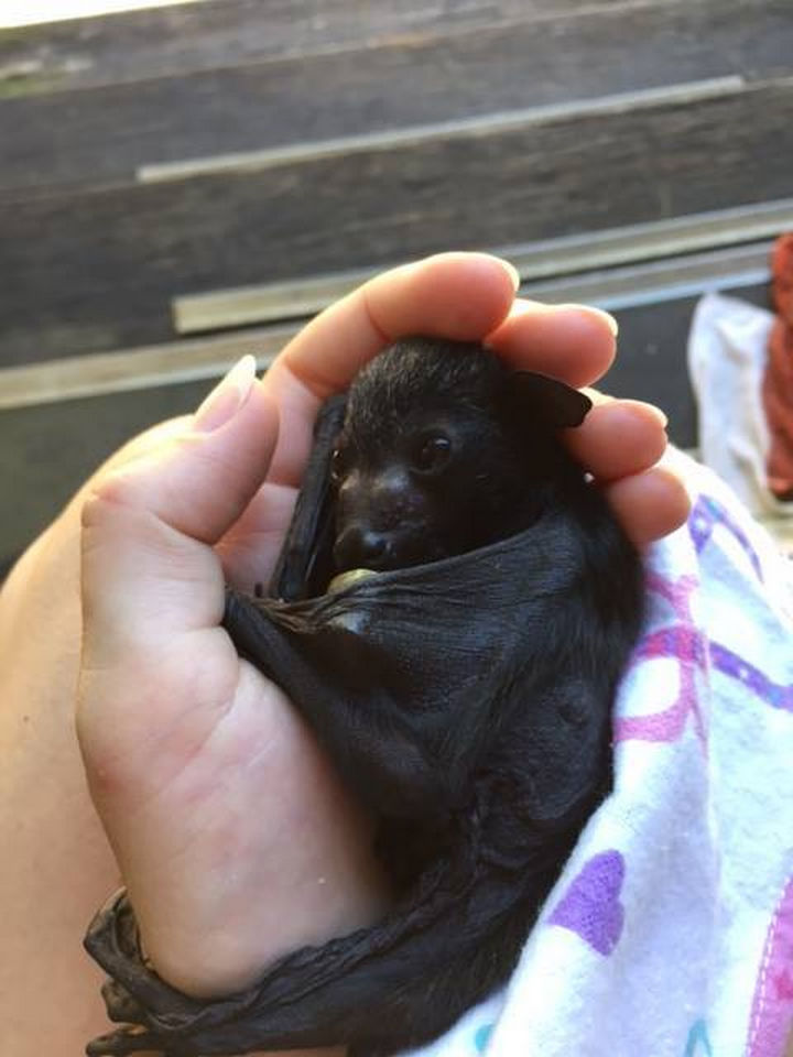 Orphaned-Baby-Bats-Wrapped-in-Baby-Blankets-Are-Too-Cute-16.jpg