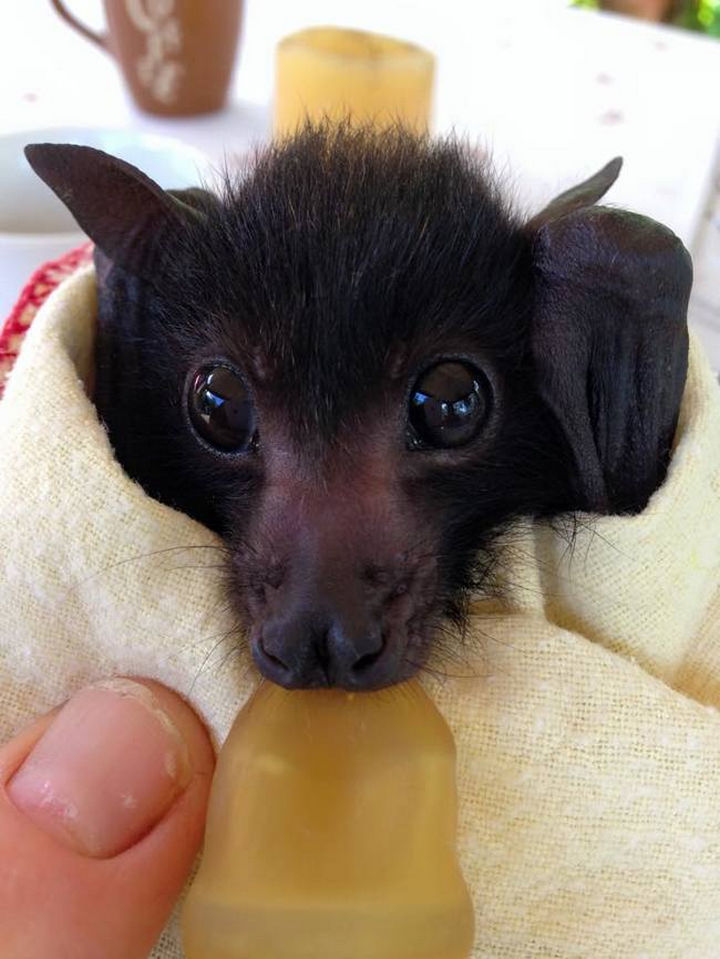 Orphaned Baby Bats Wrapped in Baby Blankets Are Too Cute