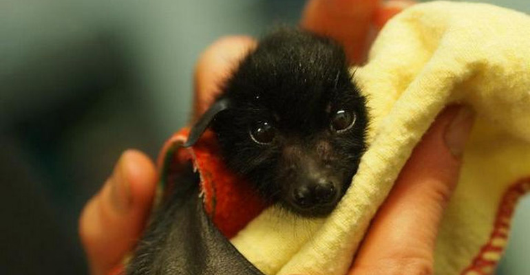 These Orphaned Baby Bats Wrapped in Baby Blankets Are Just Too Cute
