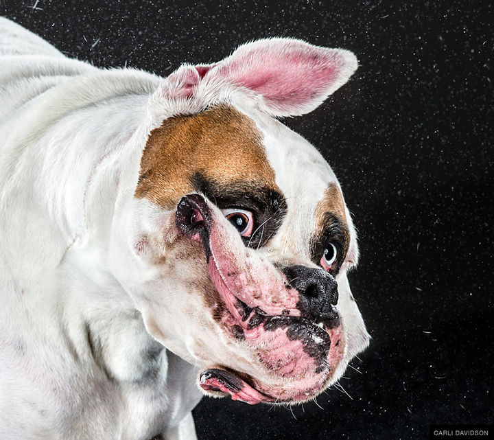 https://winkgo.com/wp-content/uploads/2015/05/Photographer-Carli-Davidson-Captures-Dogs-Shaking-Their-Head-04-720x641.jpg