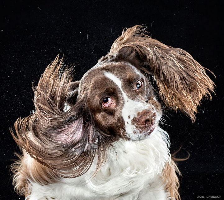 Photographer Carli Davidson Captures Dogs Shaking Their Head