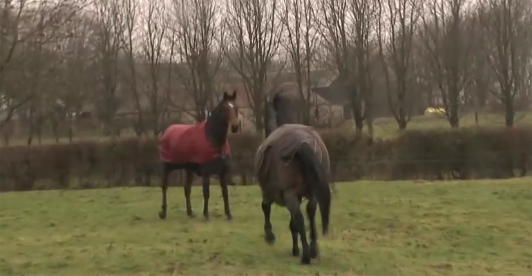 These horses were reunited after 4 Years of being apart. A beautiful horse reunion between 3 old friends.