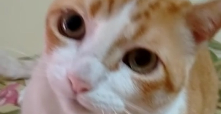 This Cute Cat Sings Along to 'If You're Happy and You Know It'.