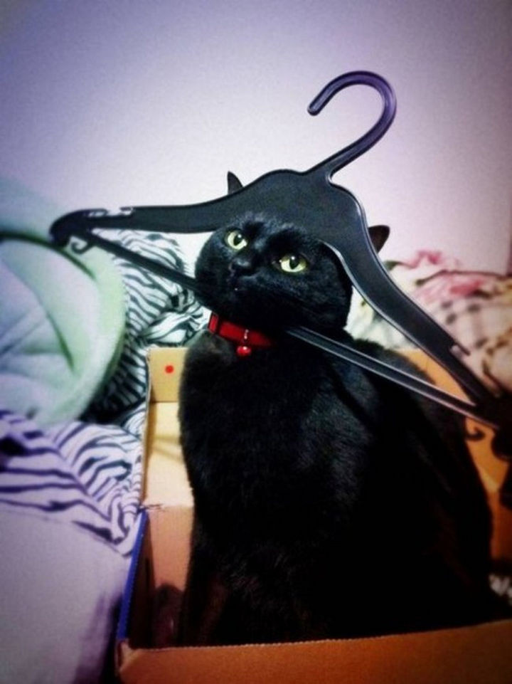 15 Hilariously Curious Cats - "I am Sir Mittens, if you post this on Facebook, you will pay!"