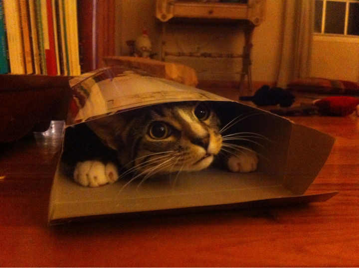 15 Hilariously Curious Cats - "I'm the prize in your cereal box. You're welcome."