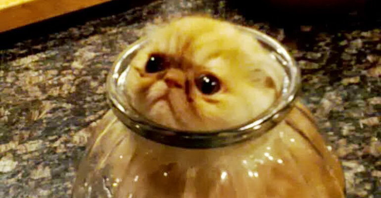 15 Hilarious Cats That Regret Letting Their Curiosity Get the Best of Them