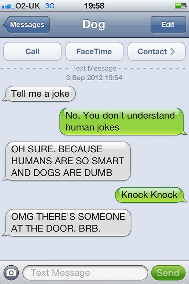22 Hilarious Text Messages If Dogs Could Text - Not a knock knock joke!