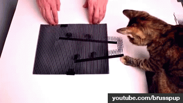 24 Awesome Optical Illusions - Even this cat doesn't know what's going on.