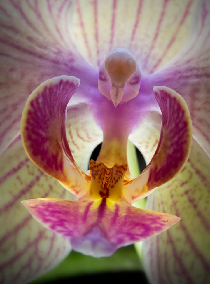25 Things That Can't Be Unseen - A moth orchid that looks like a flying bird.
