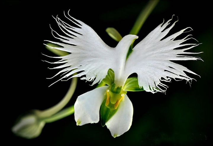 25 Things That Can't Be Unseen - A white bird orchid.