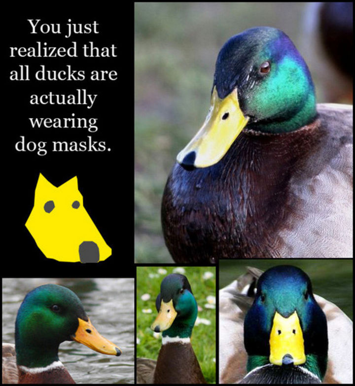 25 Things That Can't Be Unseen - Awww, cute little golden puppy.