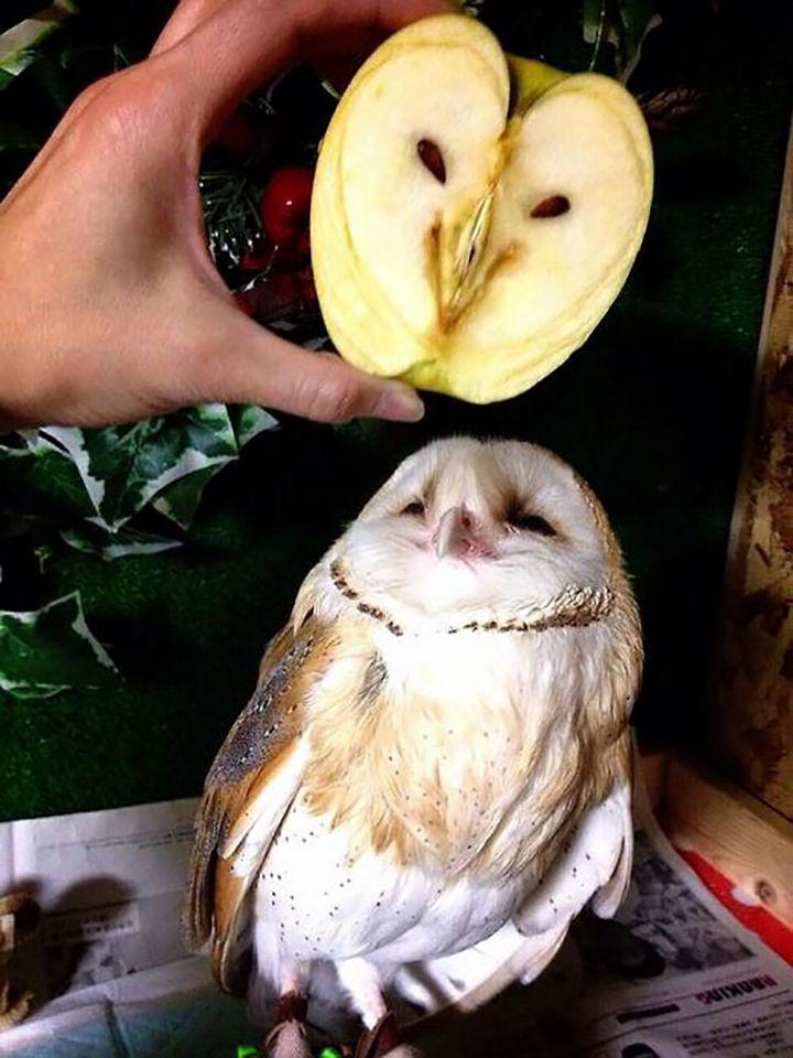 25 Things That Can't Be Unseen - A sliced apple looks like an owl.