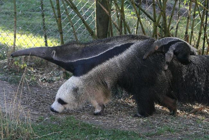 25 Things That Can't Be Unseen - The front legs of an anteater looks like a panda.