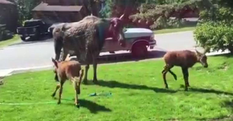A Moose and Her Calves Having a Sprinkler Party Is the Sweetest Thing You’ll See All Week