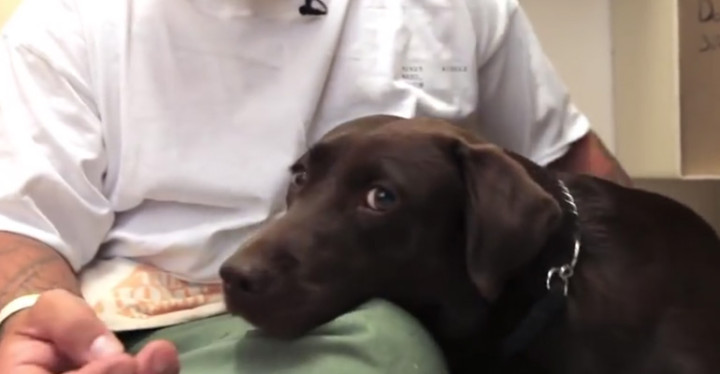 Abused Puppy Mill Dogs Rehabilitated by Caring Prisoners.