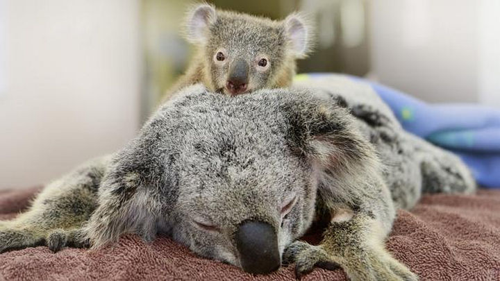 Facebook / Australia Zoo Wildlife Hospital