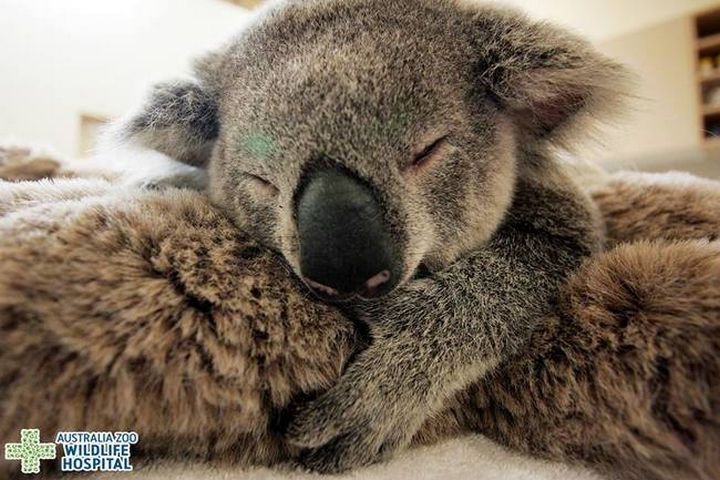 Facebook / Australia Zoo Wildlife Hospital