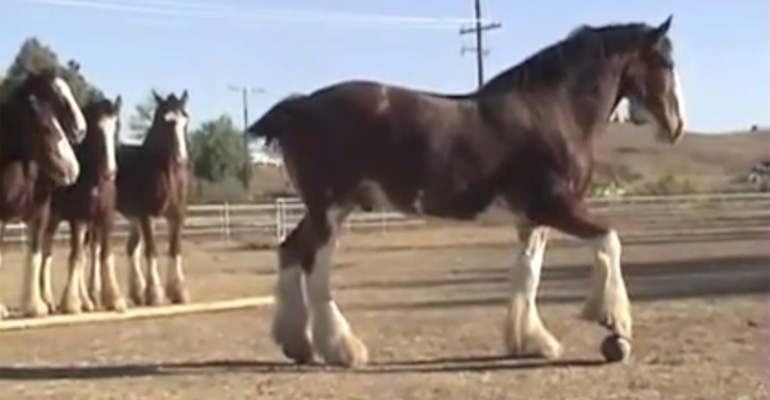 Here Is Why the Clydesdales in Budweiser’s Super Bowl Commercials Always Steal Our Hearts