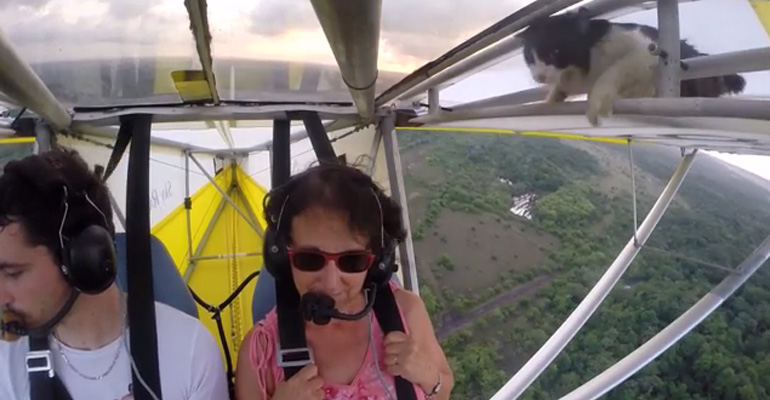 Cat Emerges from Glider Plane Wing to Pilot's Disabelief
