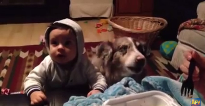 Family Dog Says Mama' for a Bite of Mom's Dinner.