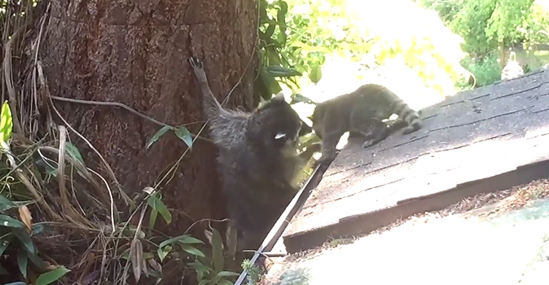 Mother Raccoon Patiently Tries to Teach Her Baby How to Climb.