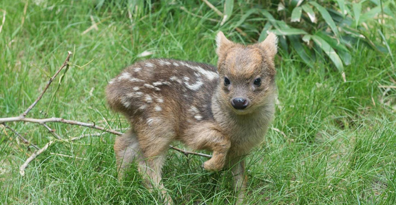 This Baby Deer Is Less Than a Pound but It Will Crush You With Its Cuteness
