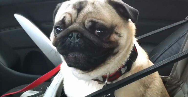 Wait Till You See This Pug’s Reaction When His Human Tells Him He’s Going to Petsmart