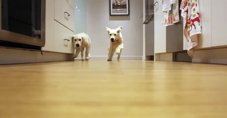 Golden Retriever Puppies Grow Before Your Eyes in This Adorable Time-Lapse Style Video