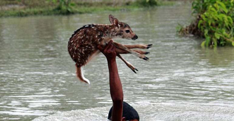 A Teen Noticed a Fawn Drowning in a Raging River. What He Did Next Was Incredibly Brave.