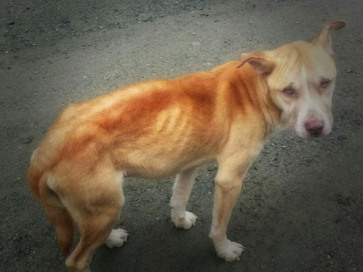 When they found him, he was emaciated but even after trying to feed him hot dogs and bologna, the dog wouldn't get close enough to them to eat.