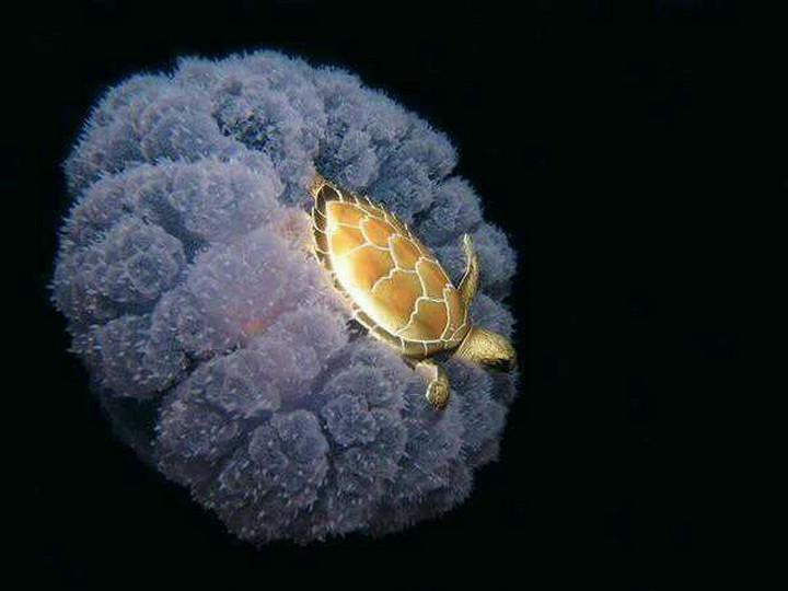 21 Awe-Inspiring Photos - A sea turtle hitching a ride on a jellyfish.