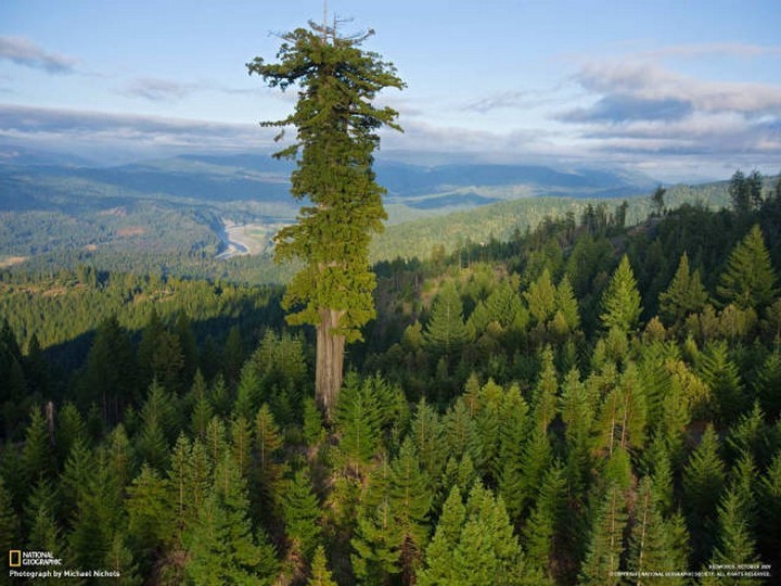21 Awe-Inspiring Photos - Hyperion, the tallest tree in the world is over 380 feet tall and expected to be  700-800 years old.