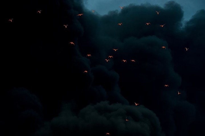 21 Awe-Inspiring Photos - Fire reflected on birds on a backdrop of black smoke.