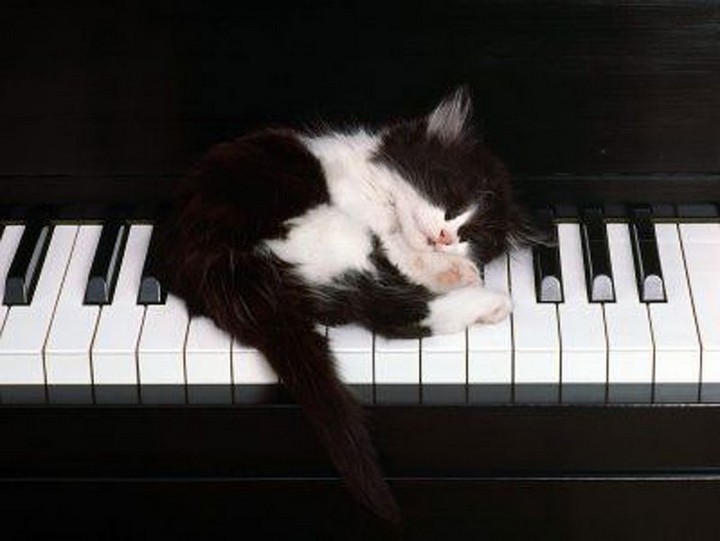 24 MORE Cats Asleep in a State of Bliss - Taking a break before practice.