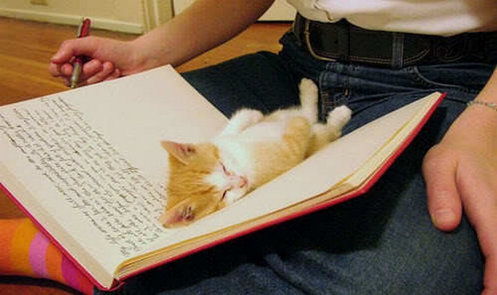 24 MORE Cats Asleep in a State of Bliss - All this homework is making him sleepy.