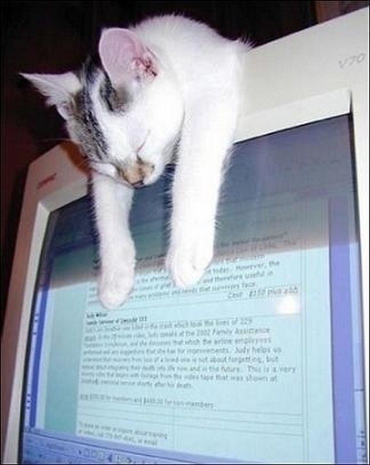 24 MORE Cats Asleep in a State of Bliss - A good spot as any.