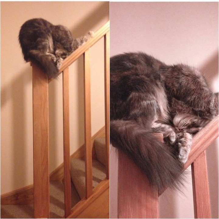 24 MORE Cats Asleep in a State of Bliss - Balance is everything.