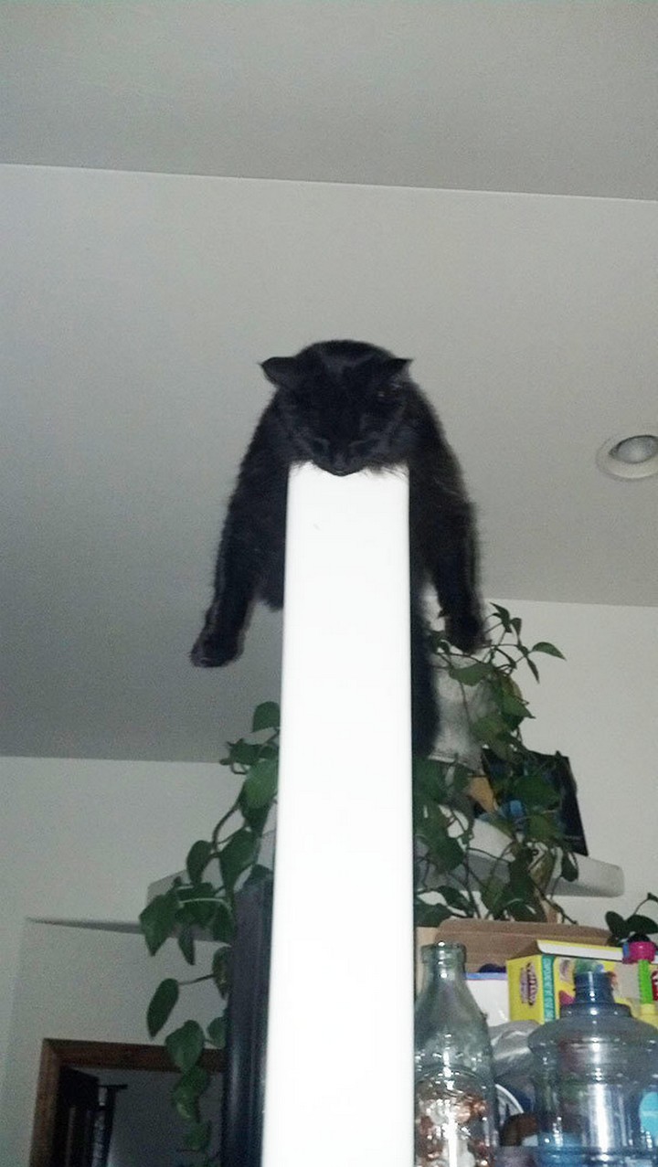 24 MORE Cats Asleep in a State of Bliss - This cat likes to live on the edge, literally.