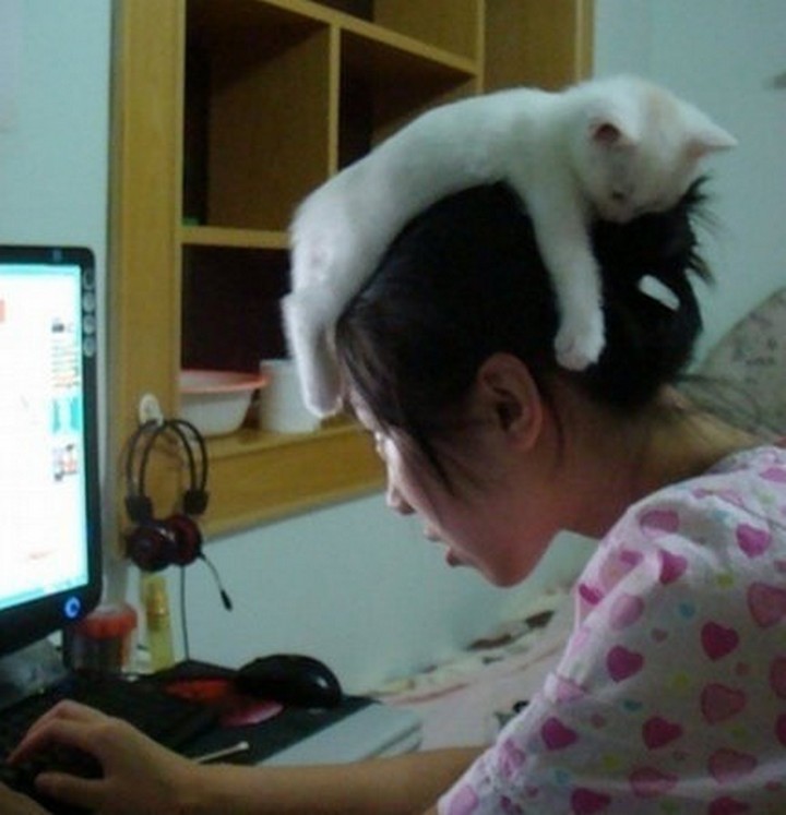 24 MORE Cats Asleep in a State of Bliss - Cat hat.