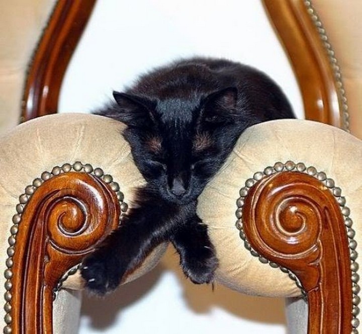 24 MORE Cats Asleep in a State of Bliss - Why sleep on one chair when you can sleep on two?