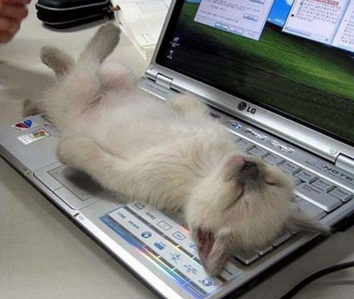 24 MORE Cats Asleep in a State of Bliss - Work will have to wait.