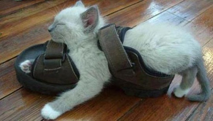 24 MORE Cats Asleep in a State of Bliss - Sandal warmers.