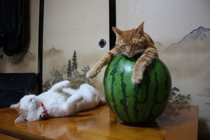 24 MORE Cats Asleep in a State of Bliss - No fruit salad tonight.