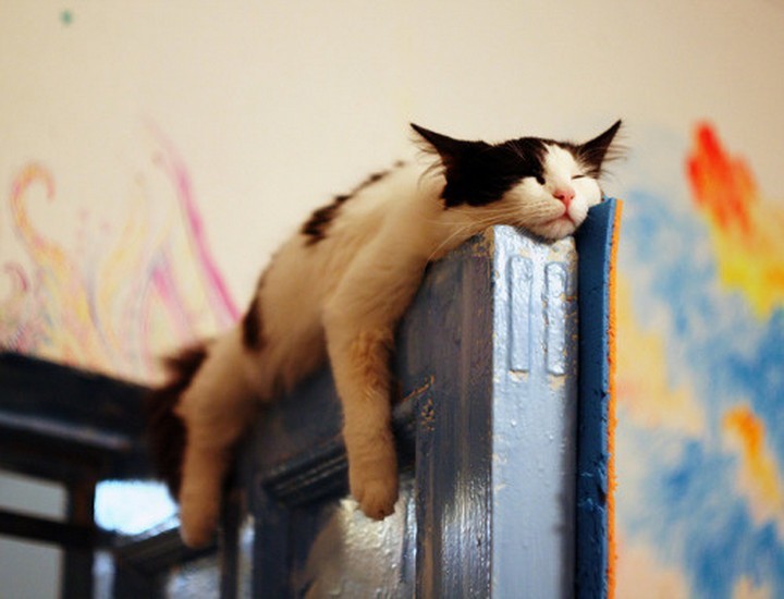 24 MORE Cats Asleep in a State of Bliss - I only hope nobody needs to close the door.