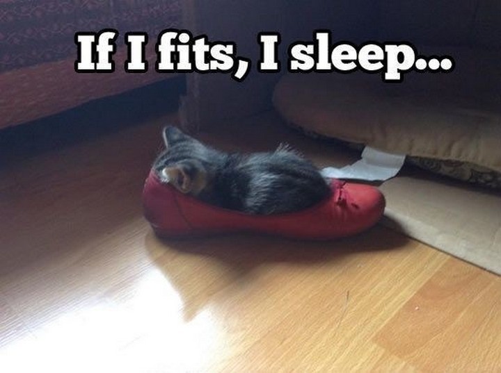 24 MORE Cats Asleep in a State of Bliss - A perfect fit.